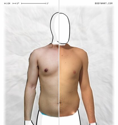 Torso Comparison