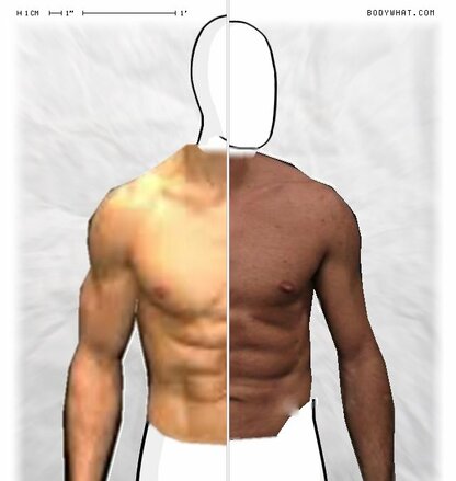 Torso Comparison