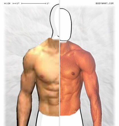 Torso Comparison