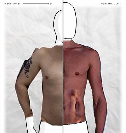 Torso Comparison