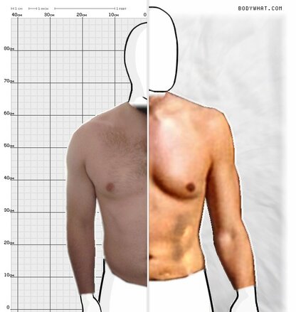 Torso Comparison