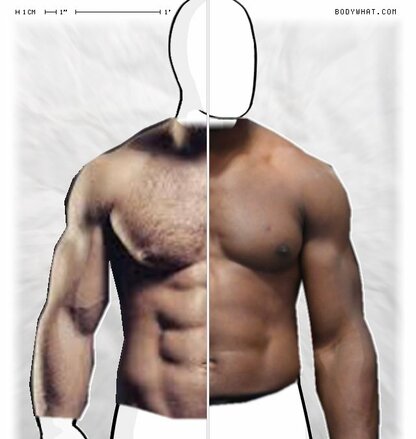 Torso Comparison