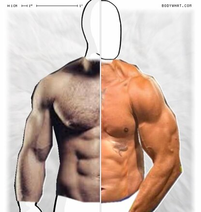 Torso Comparison