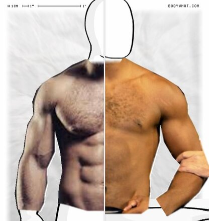 Torso Comparison