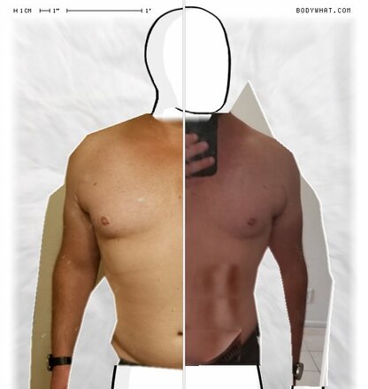 Torso Comparison