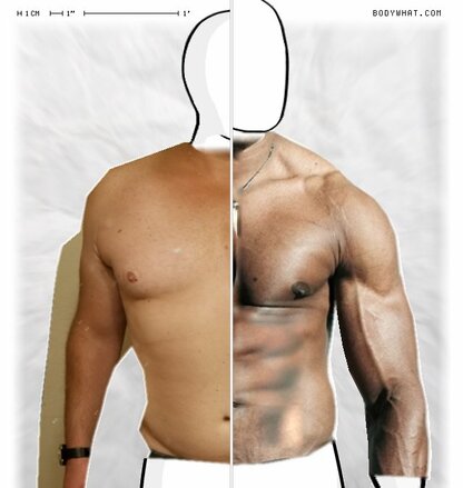 Torso Comparison