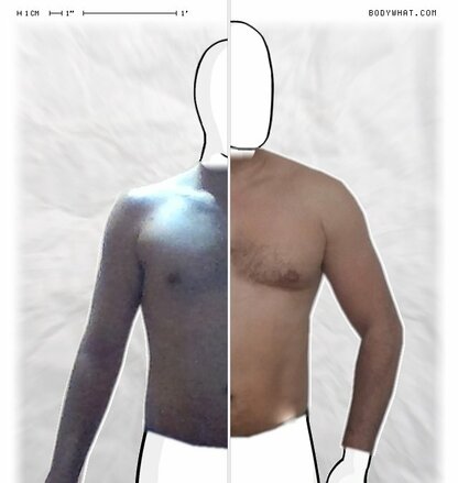 Torso Comparison