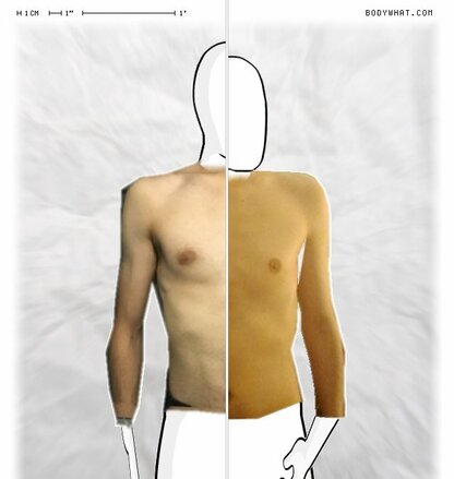 Torso Comparison