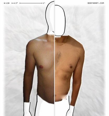 Torso Comparison