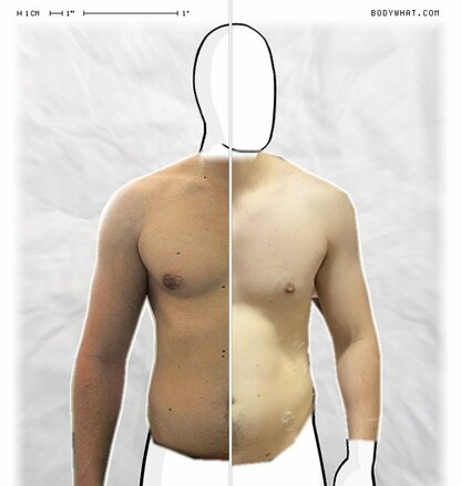 Torso Comparison