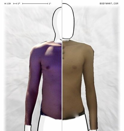 Torso Comparison