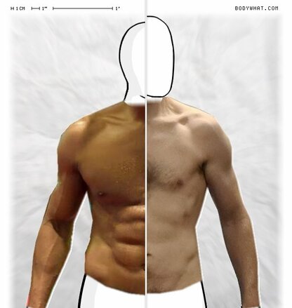 Torso Comparison