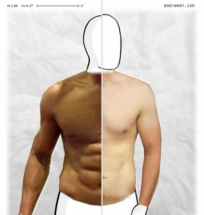 Torso Comparison