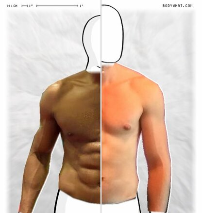 Torso Comparison