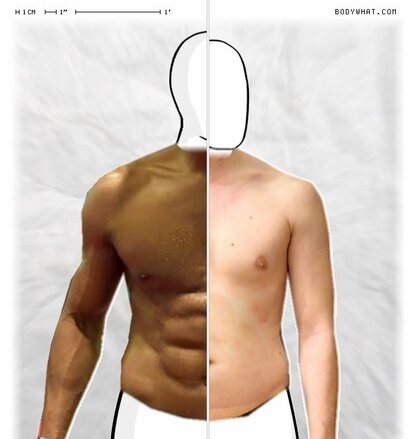 Torso Comparison