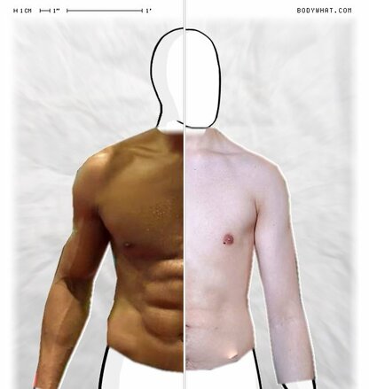 Torso Comparison