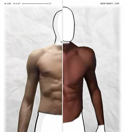 Torso Comparison