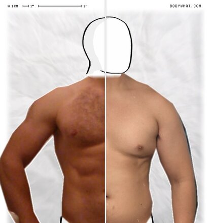 Torso Comparison