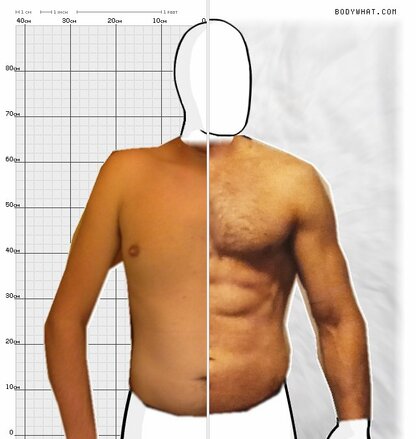 Torso Comparison