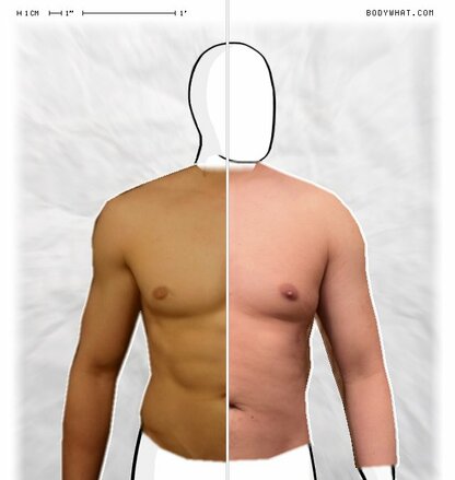 Torso Comparison