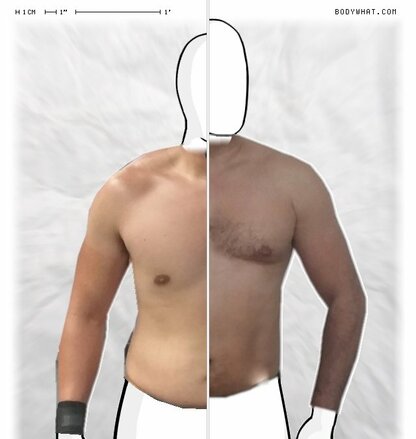 Torso Comparison