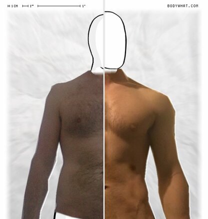 Torso Comparison
