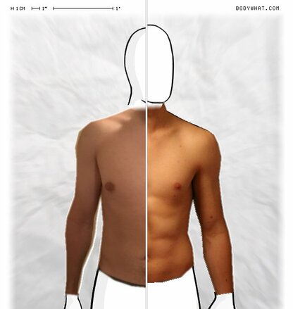 Torso Comparison