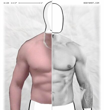 Torso Comparison