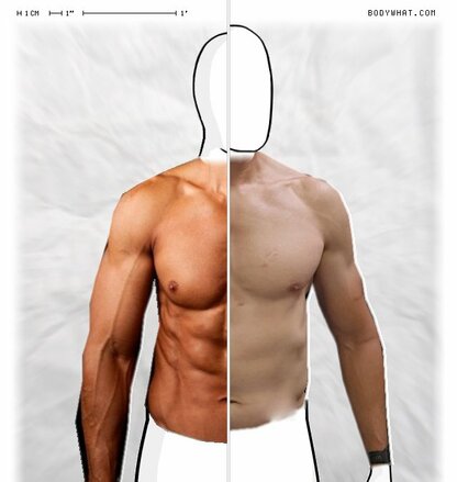 Torso Comparison