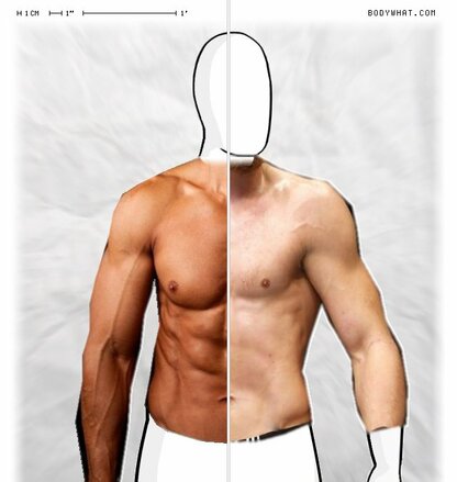 Torso Comparison