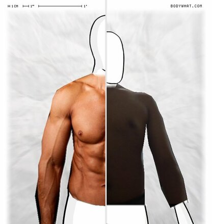 Torso Comparison