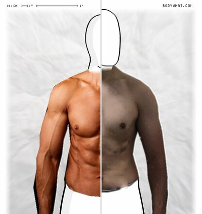 Torso Comparison