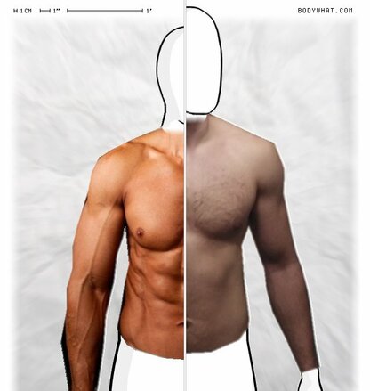 Torso Comparison