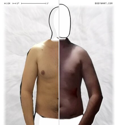 Torso Comparison