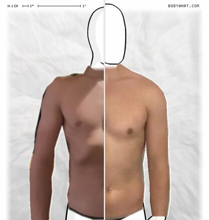 Torso Comparison