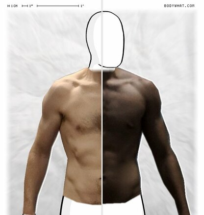 Torso Comparison