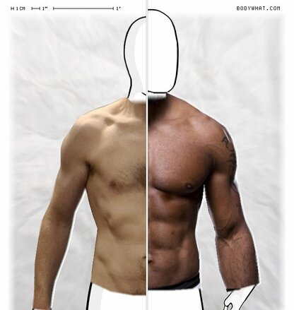 Torso Comparison