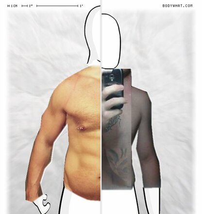 Torso Comparison