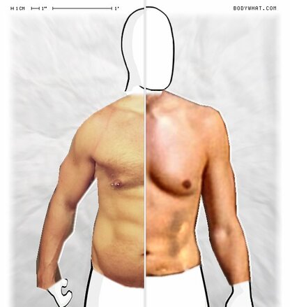 Torso Comparison