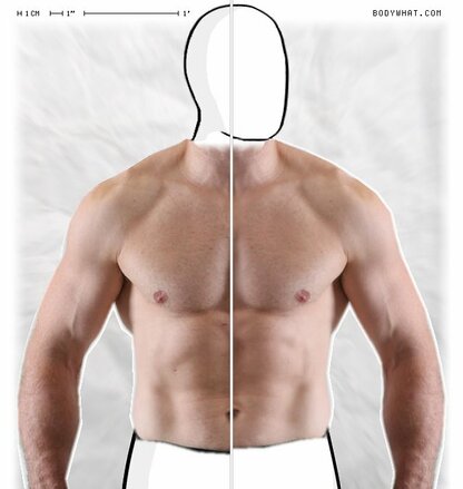 Torso Comparison