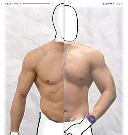 Torso Comparison