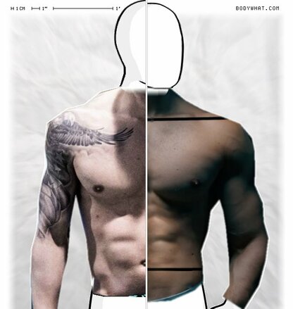 Torso Comparison