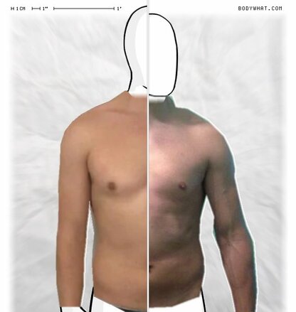 Torso Comparison