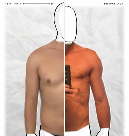 Torso Comparison