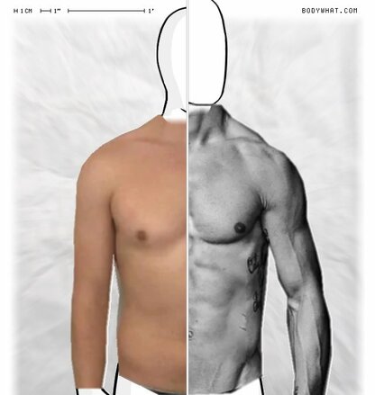 Torso Comparison