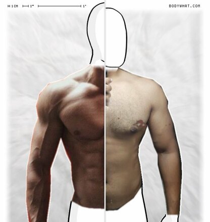 Torso Comparison