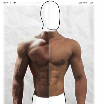 Torso Comparison