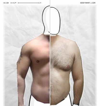 Torso Comparison