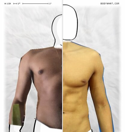 Torso Comparison