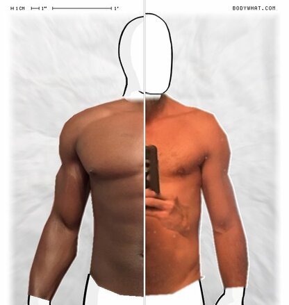 Torso Comparison